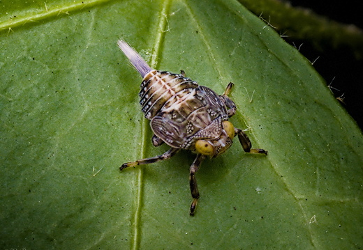 Eriks kleine insectenboek
