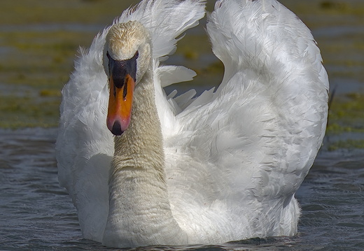 Vogels